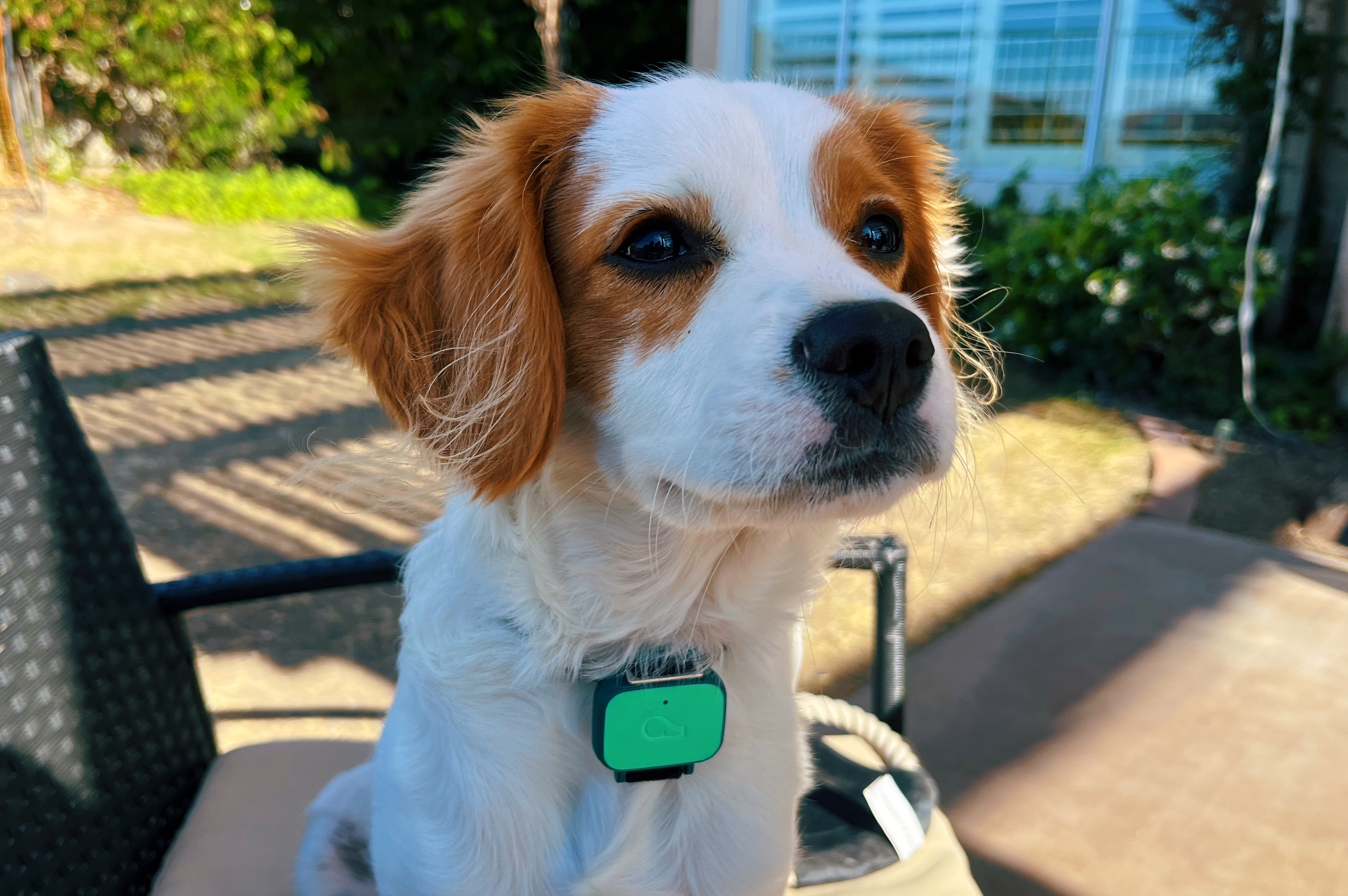 Whistle Health Tracks a Dog’s Activity on the Cheap
