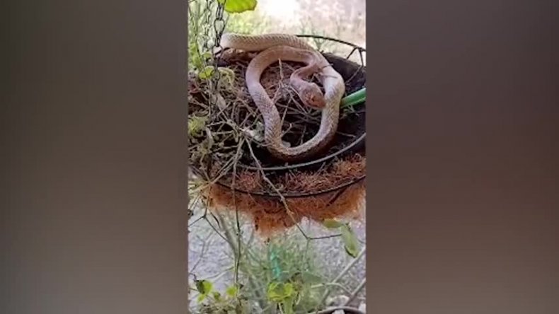 Snake Spotted Eating Bird Eggs by Woman Having Morning Coffee