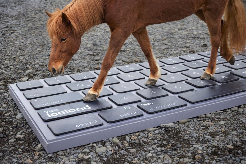 Iceland horse replies to work emails