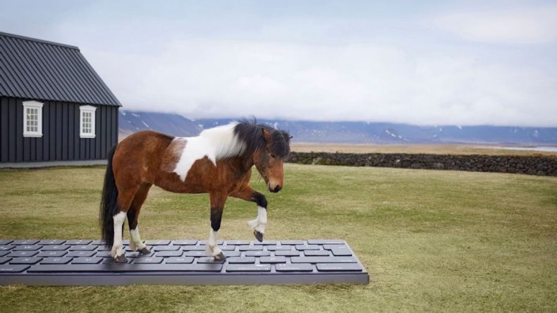 Iceland horse replies to work emails