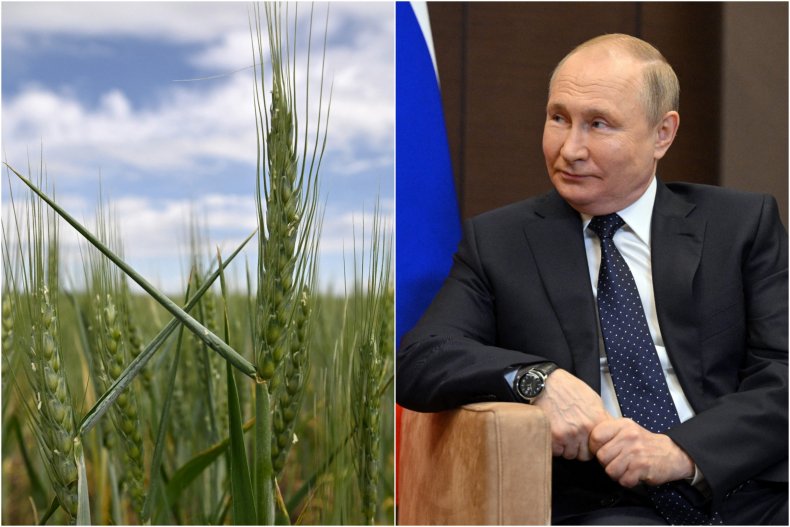 Wheat field in Ukraine
