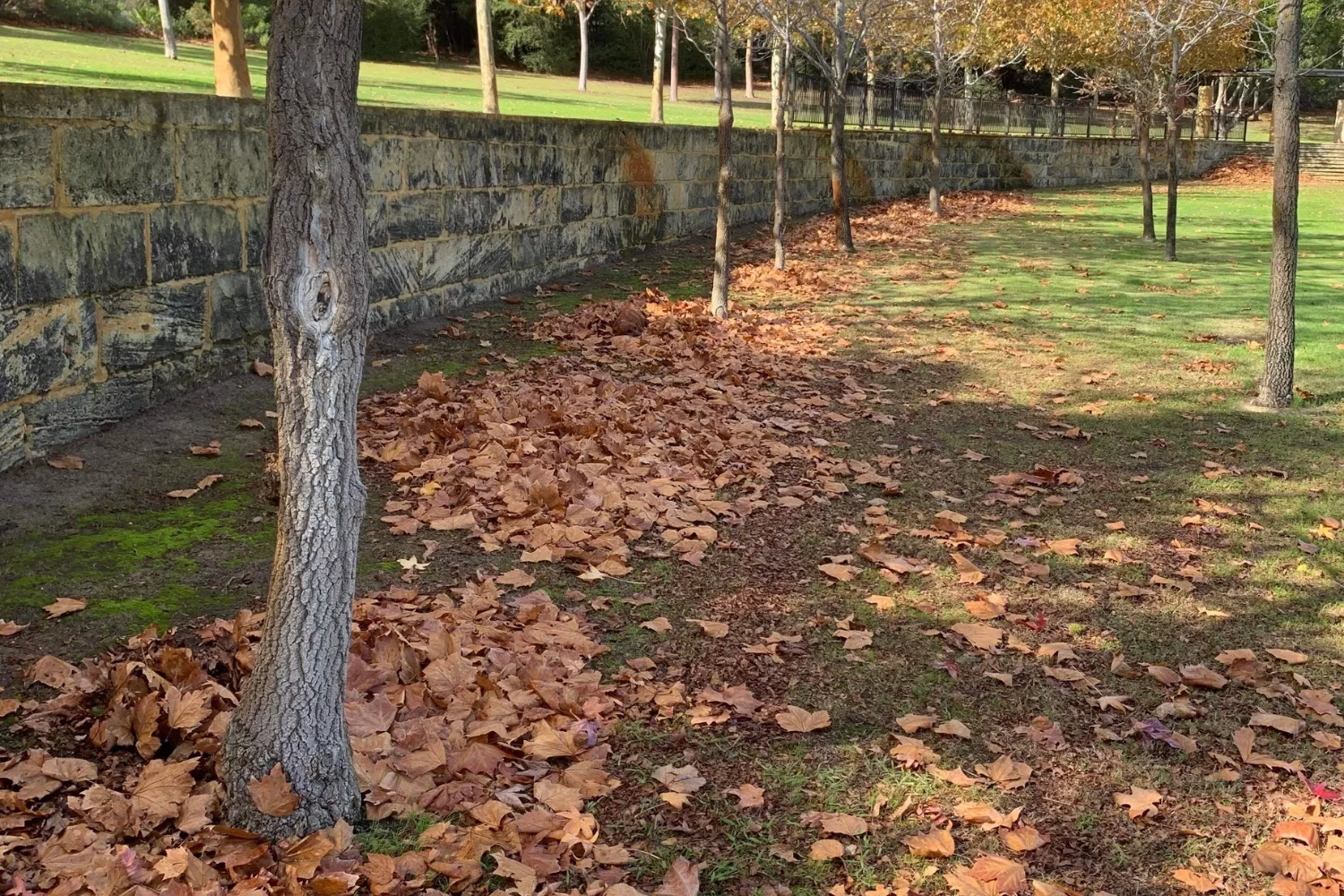Can You Spot the Dog? Irish Setter Hiding During Park Walk Baffles Internet - Vimarsana News