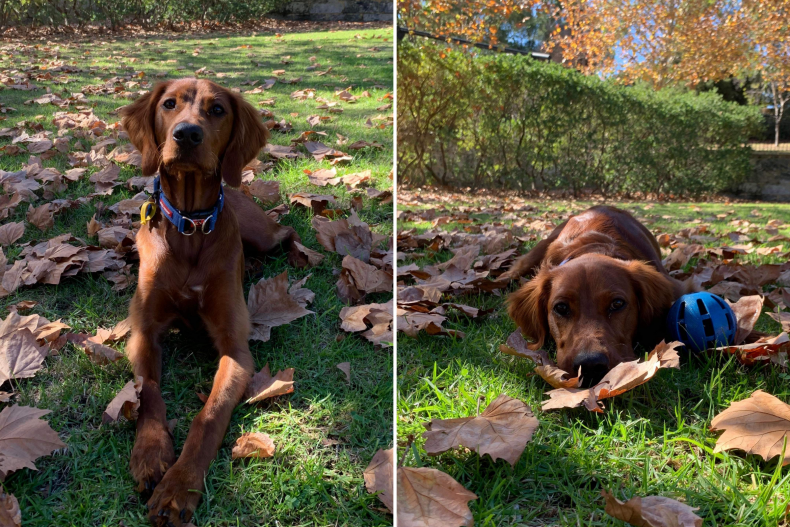 Charlie Irish Setter