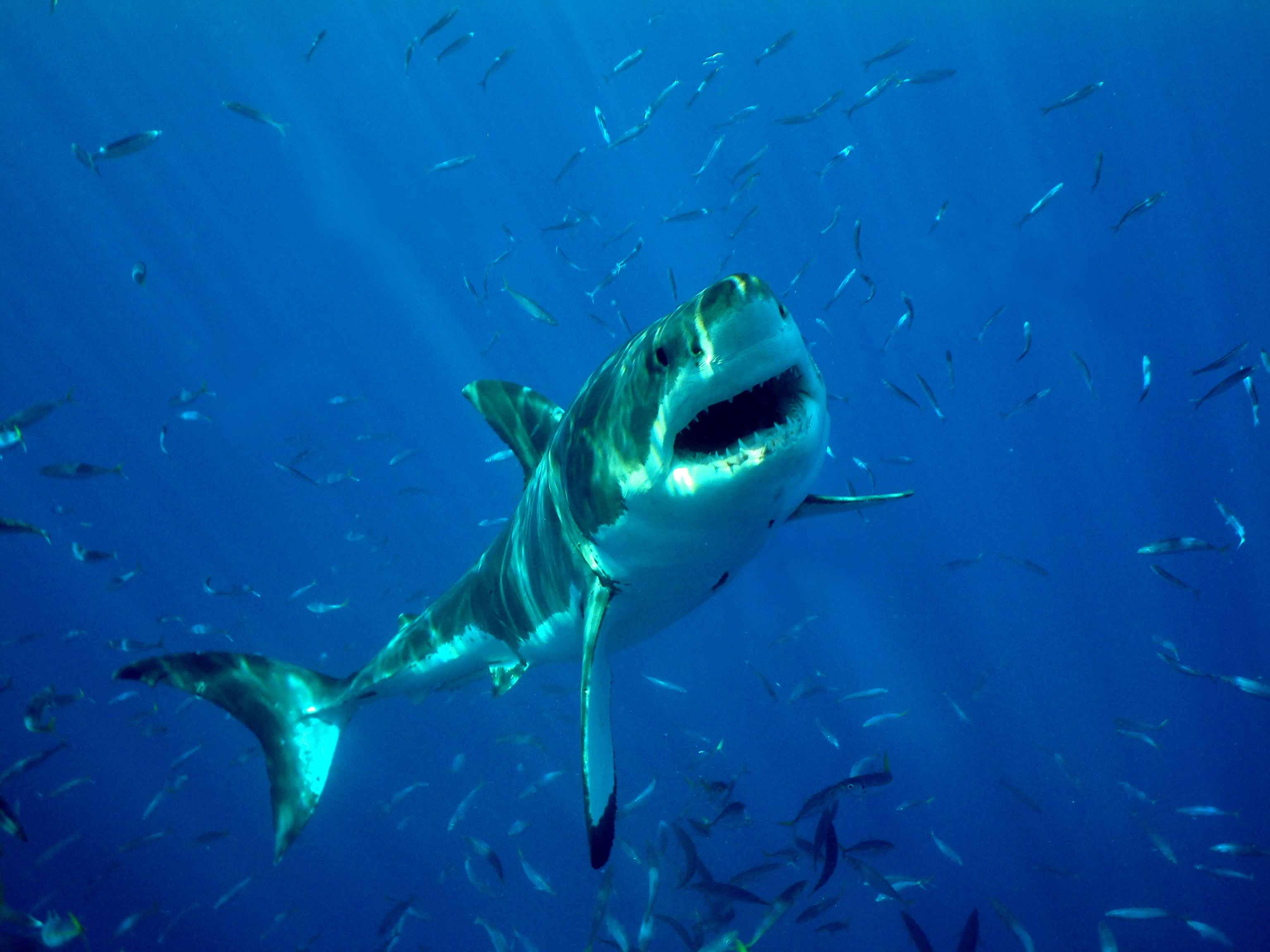 biggest shark in the world ever caught on video