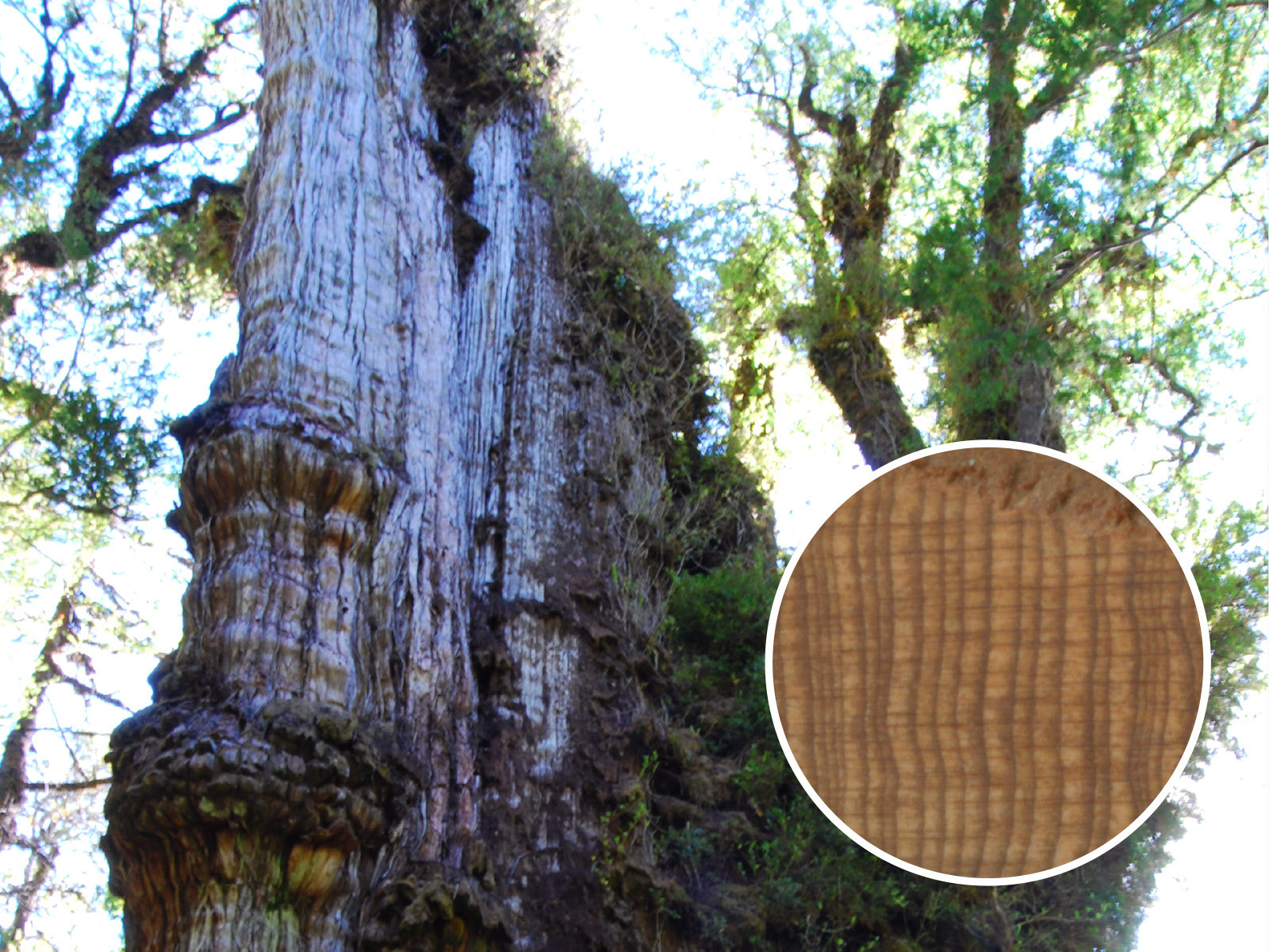 El árbol más antiguo del mundo pudo haber sido encontrado en Chile y se está muriendo