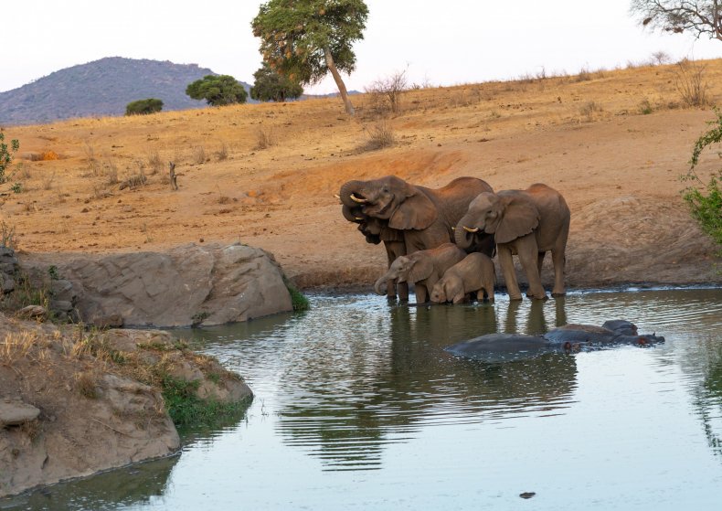 Elephants