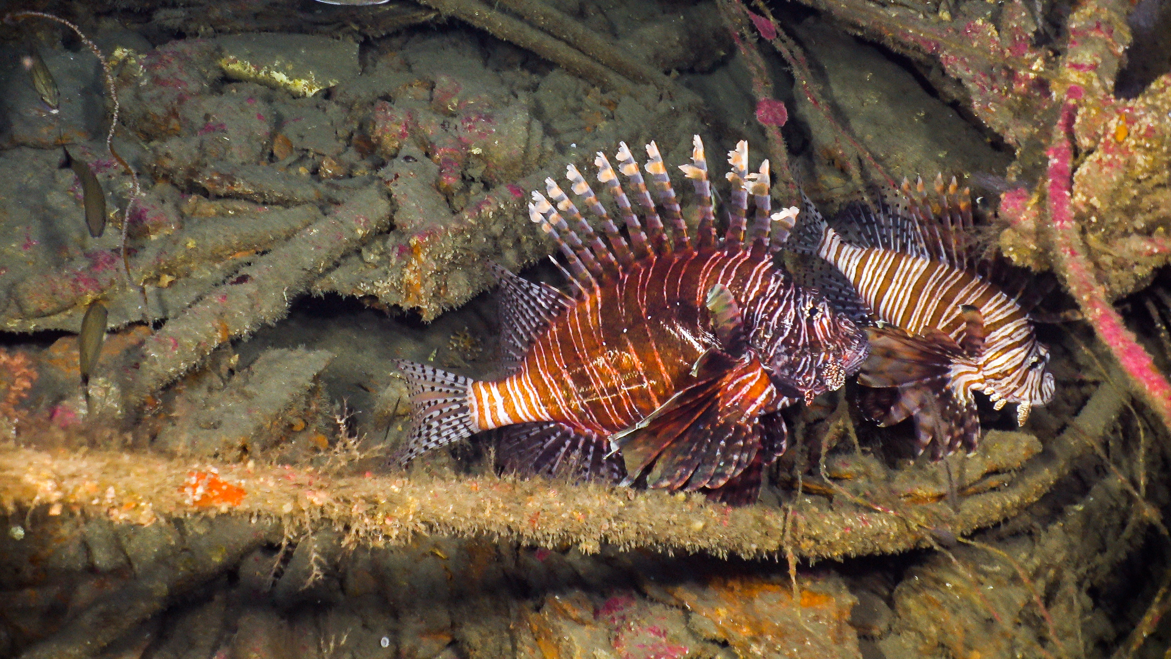 Venomous, Invasive Lionfish Swarm Around WW2 Shipwreck in Unsettling 