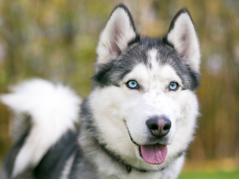 Husky dog