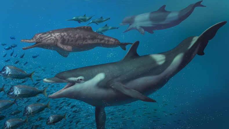 Kentriodon squalodelhinid and hyseterid