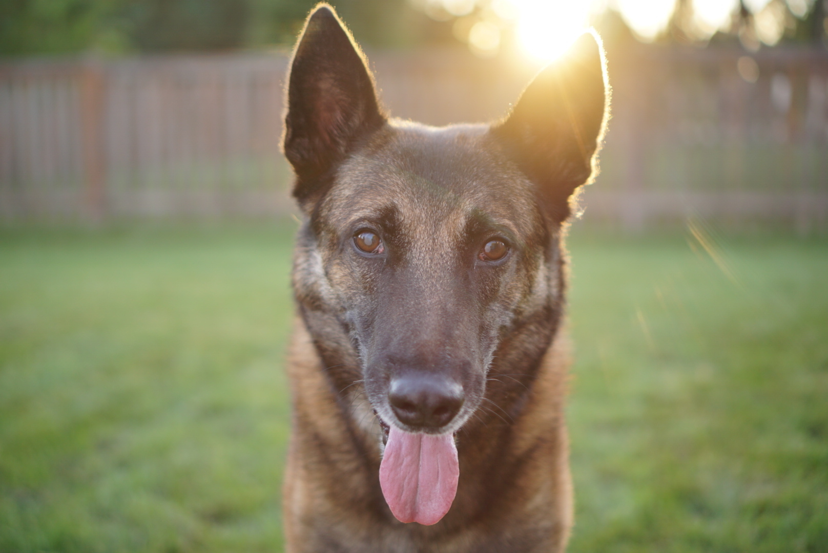 German shepherds are lovable and loyal 
