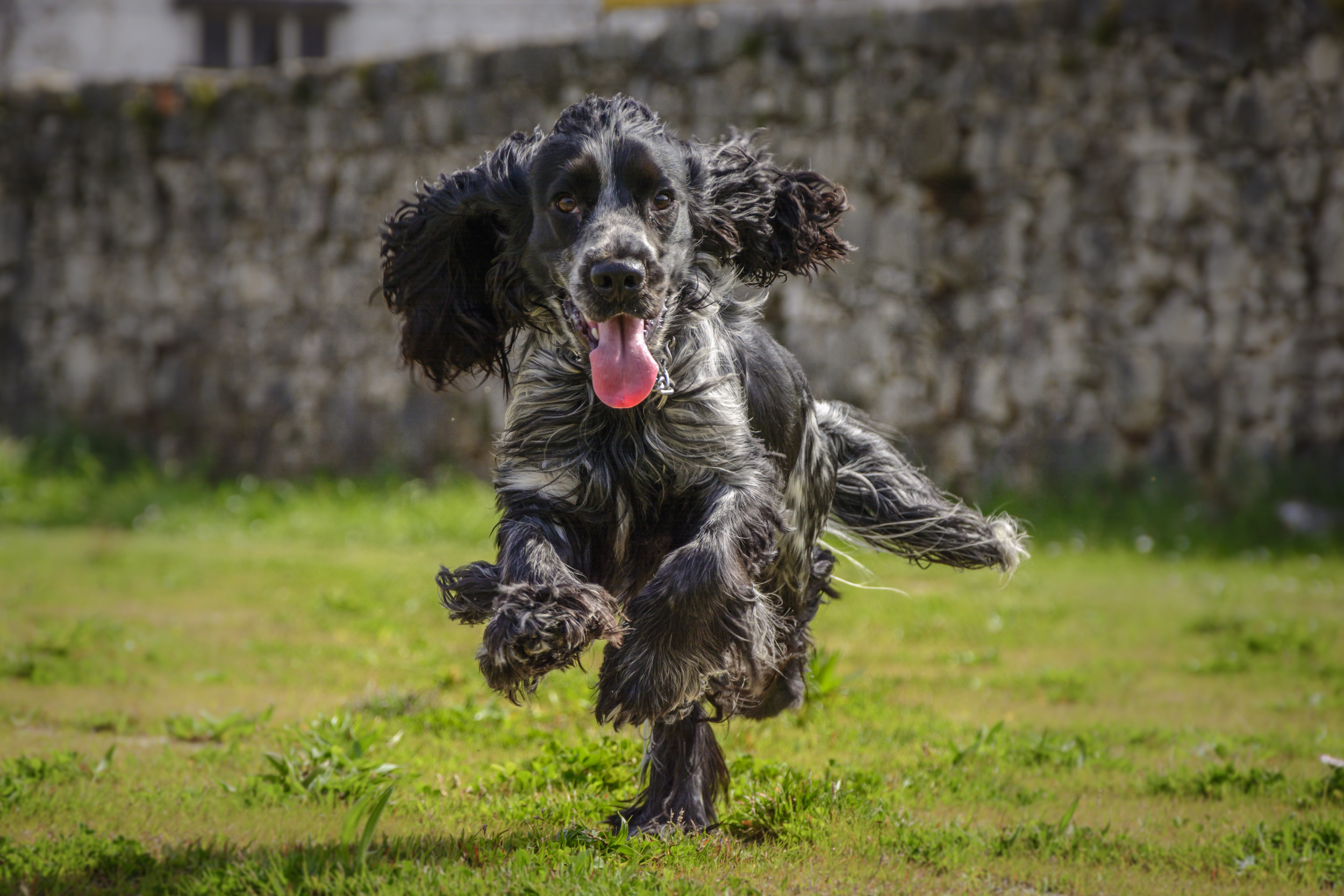 Cocker spaniels are a sporting breed