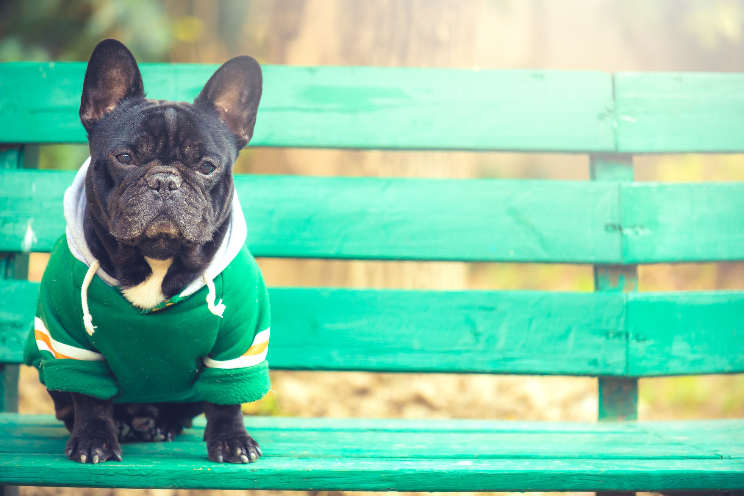 Frenchie sitting on a green bench