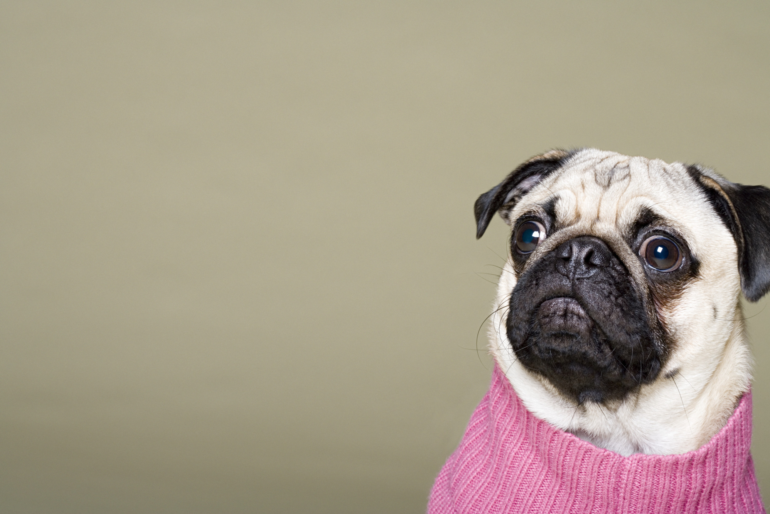 Cute pug in pink sweater