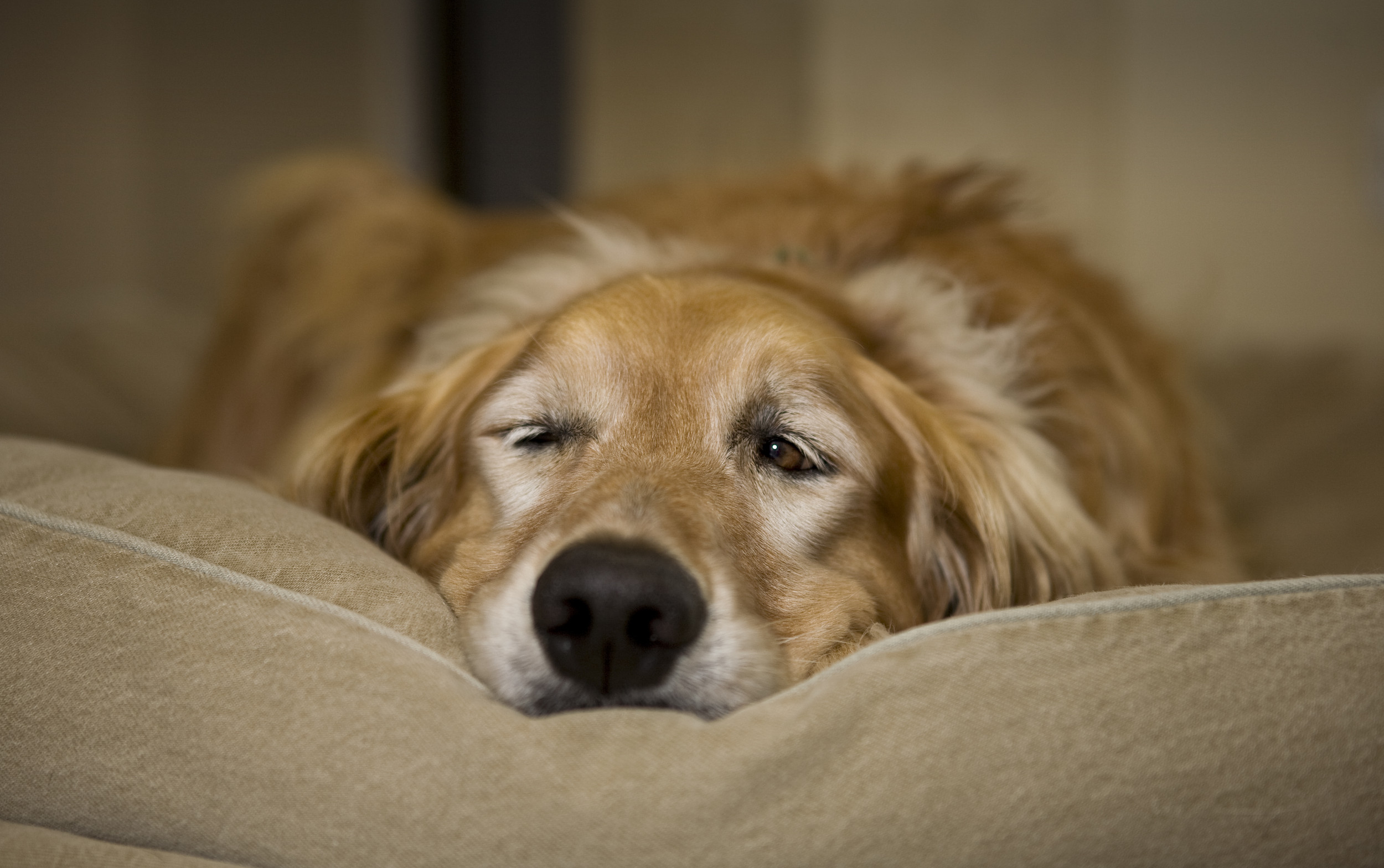 Lazy golden retriever on a couch