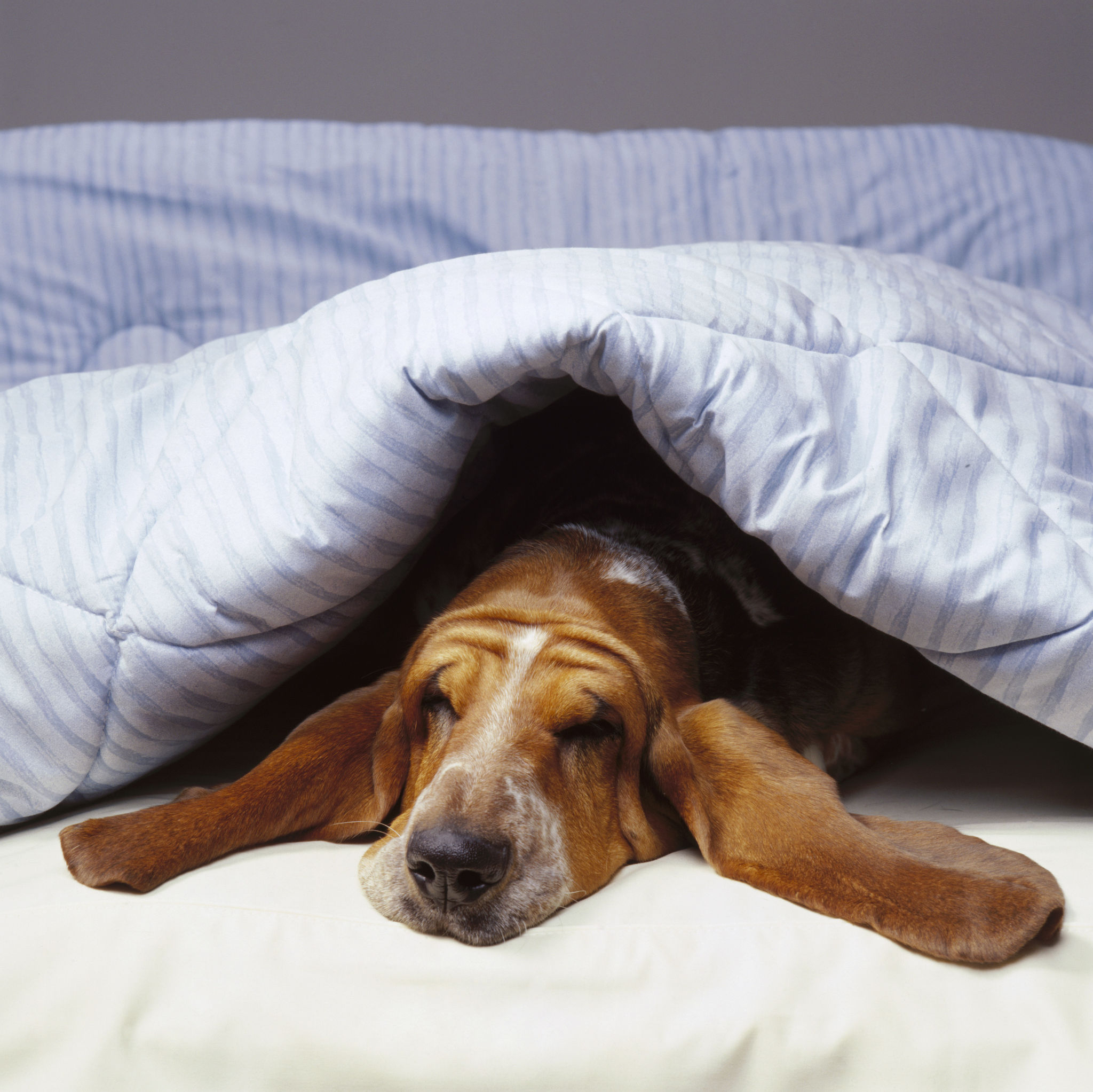 Basset hound in bed under blue blanket