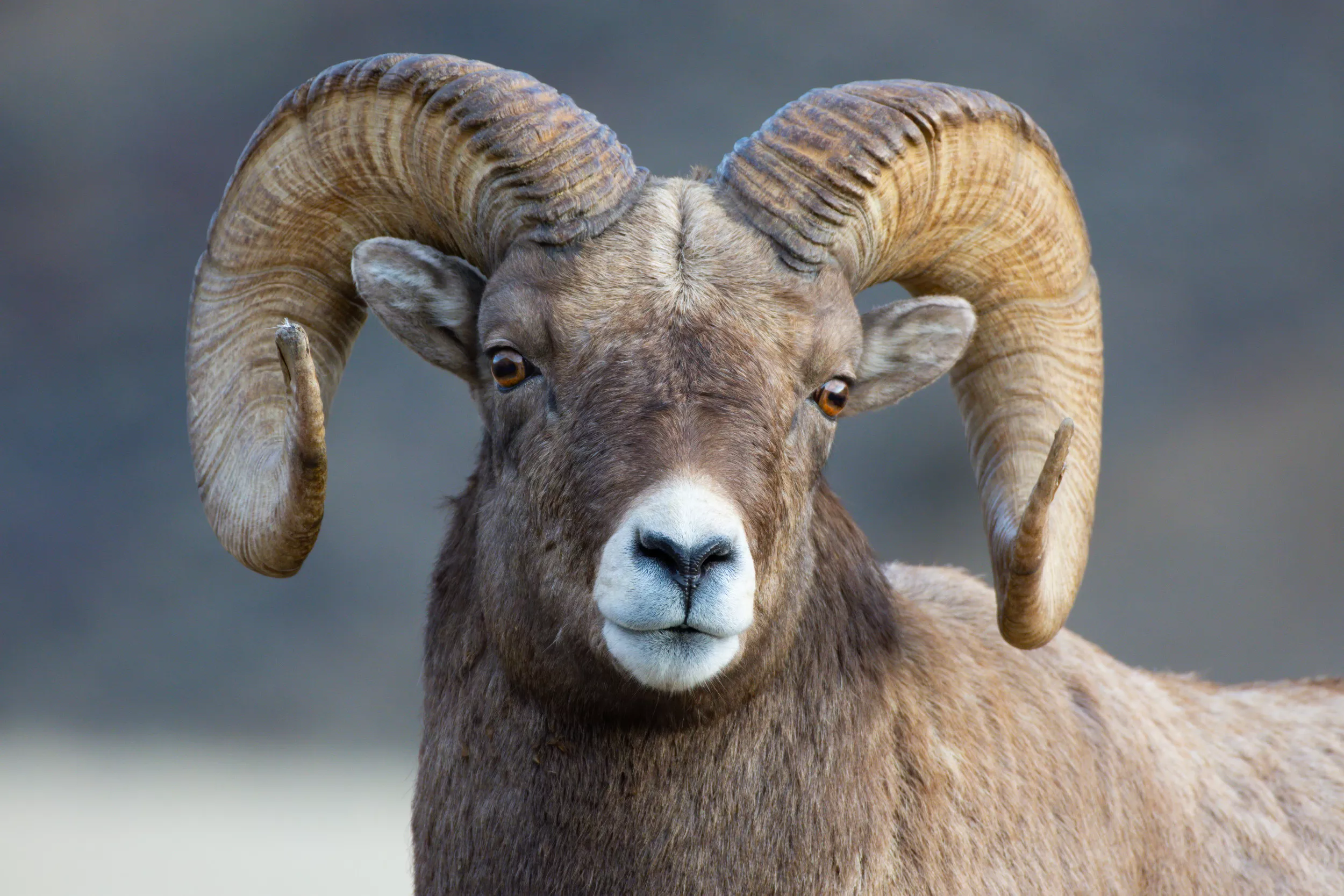 Sheep Sentenced to Serve Three Years at Military Camp For Killing Woman - Vimarsana News
