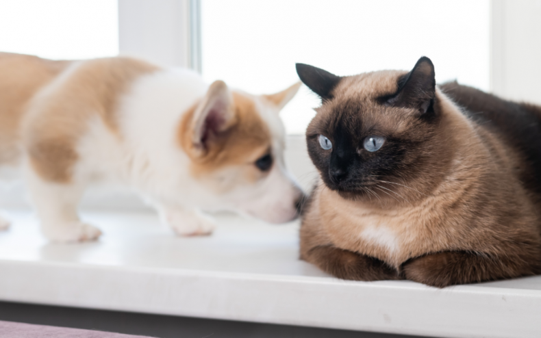 A dog sniffing at a cat.