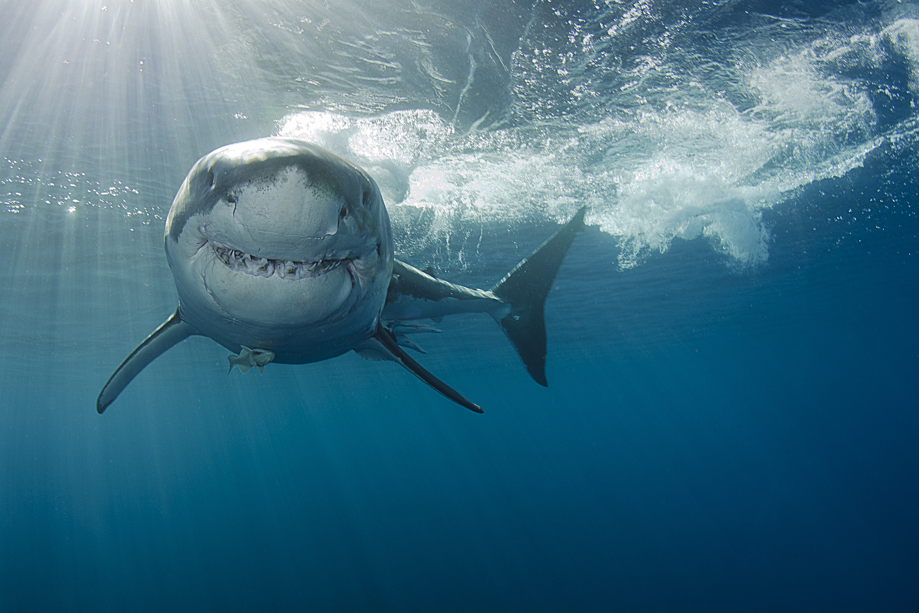 Great white sharks are venturing to Maine and beyond
