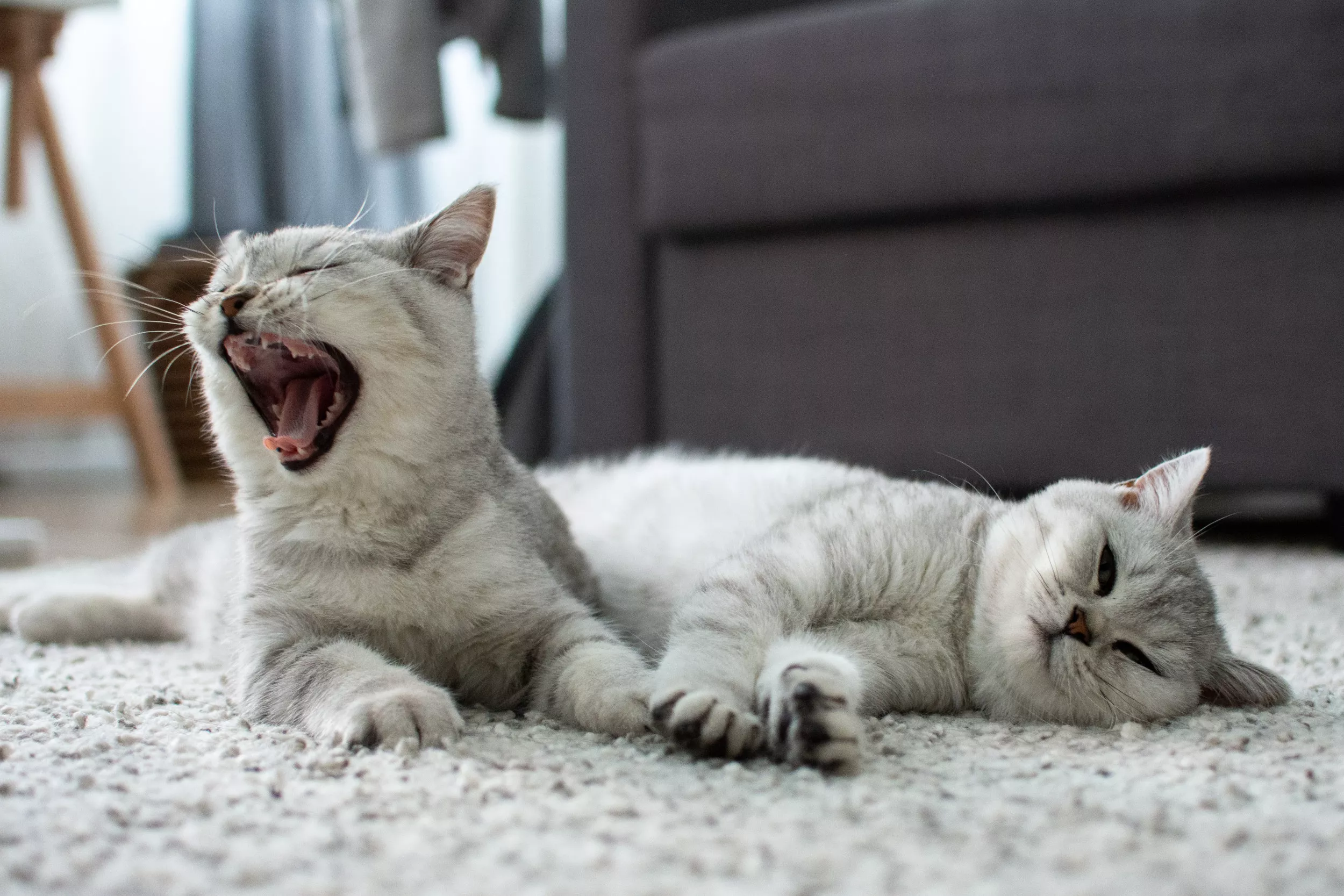 'Instinct': Cat Caring for Kitten As If It's Her Own Melts Hearts - Vimarsana News