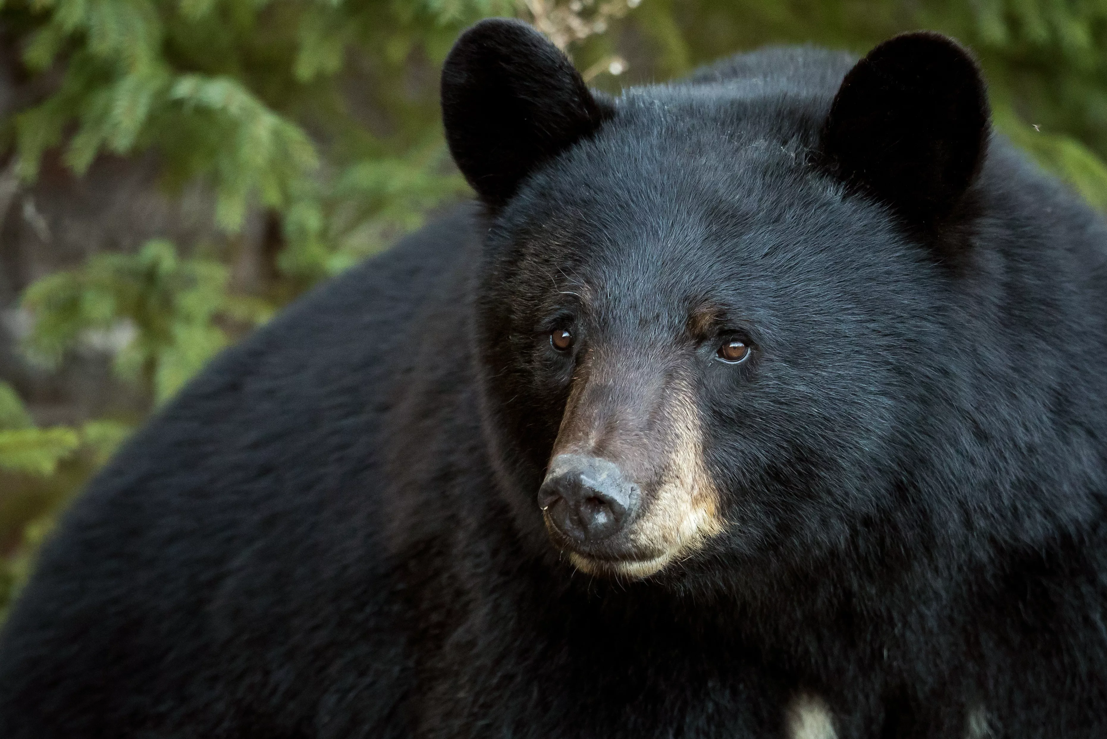 Huge Black Bear Killed After Two Year Rampage in Washington - Vimarsana News