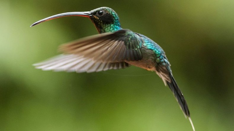 Colibrí ermitaño verde