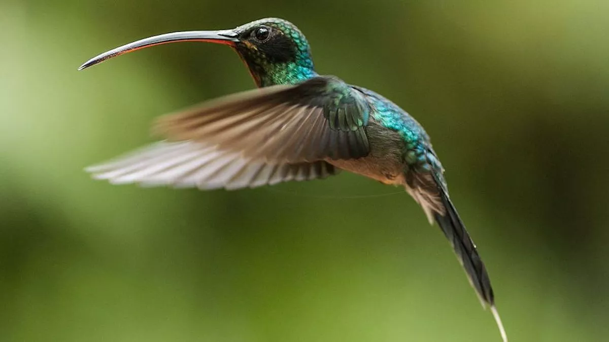 Hummingbirds Could Be Wiped Out By Global Warming: Scientists - Vimarsana News