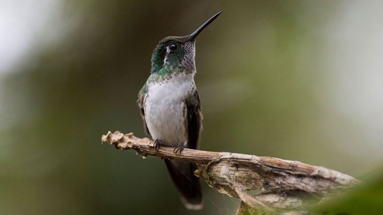 White-bellied mountaingem hummingbird
