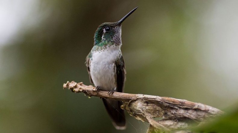 Colibrí de montaña de vientre blanco