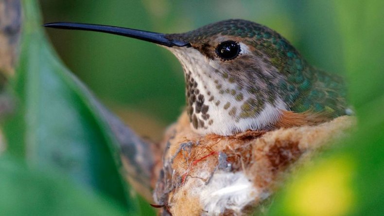 Anna's hummingbird in nest