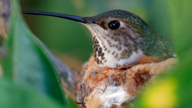 Colibrí de Anna en su nido