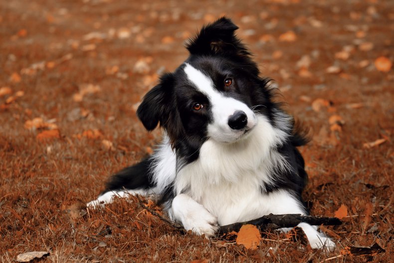 Japanese man Collie dog