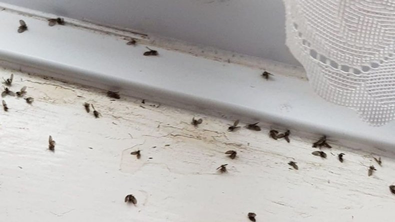 House invaded by flies