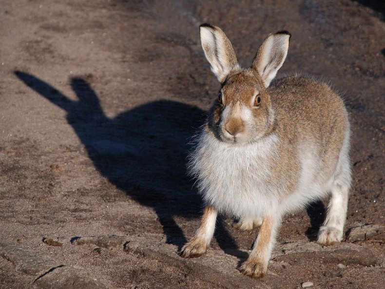Mountain hare in England