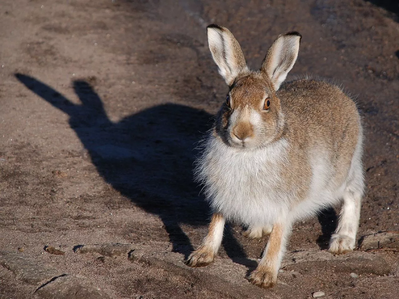 Survey of Protected Scottish Mountain Hares Hailed a Success - Vimarsana News