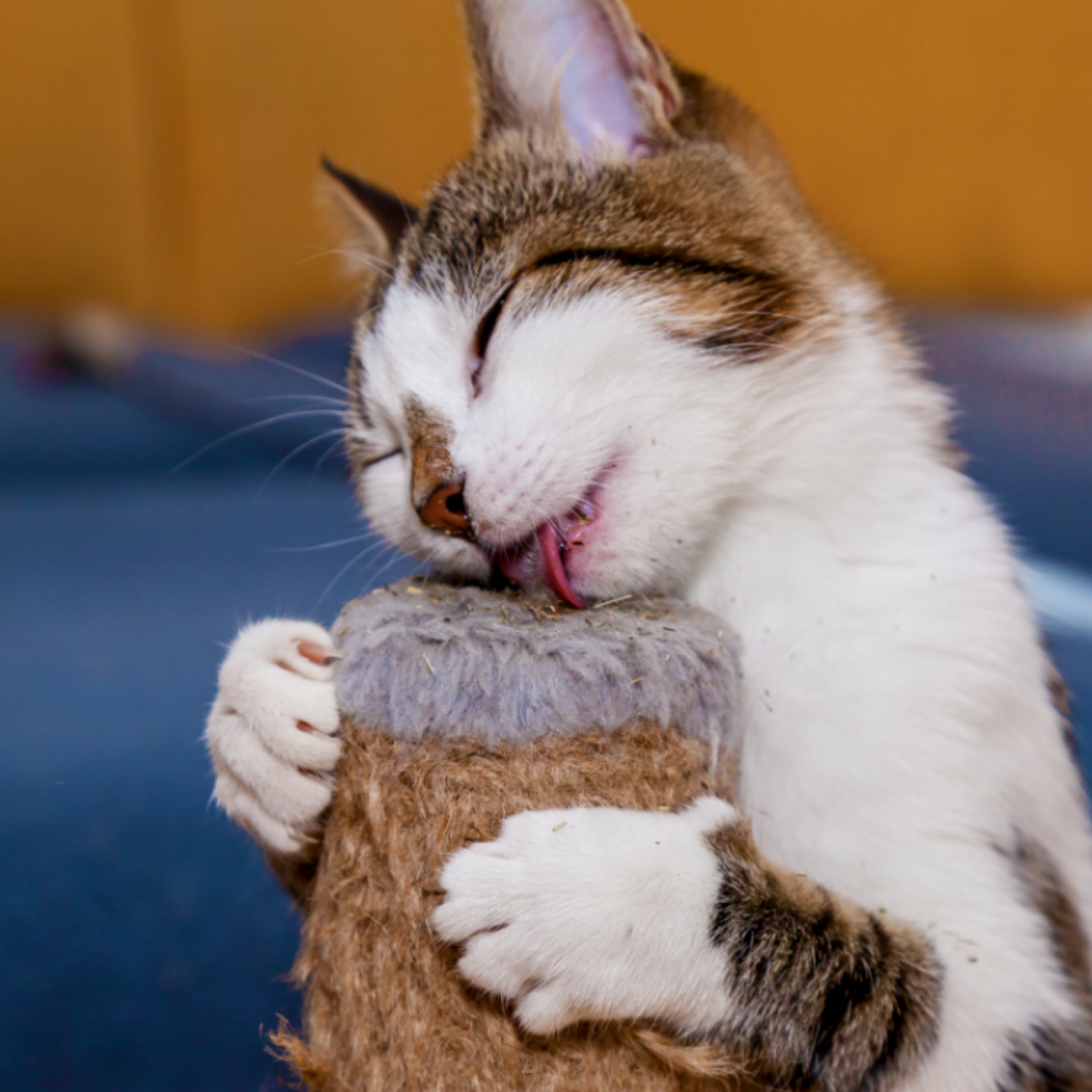 Feline s First Experience With Catnip Caught on Camera in Hilarious Video Newsweek