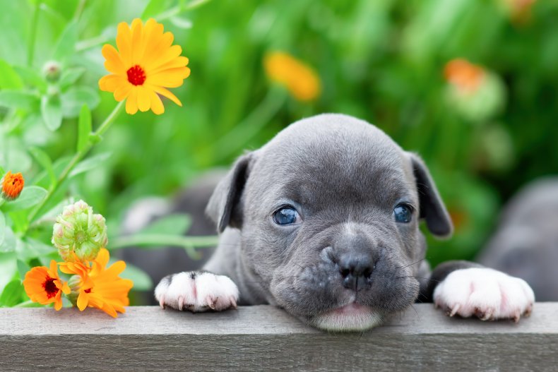 Tears Over Particular Wants Pet’s First Steps in New Yard After Adoption