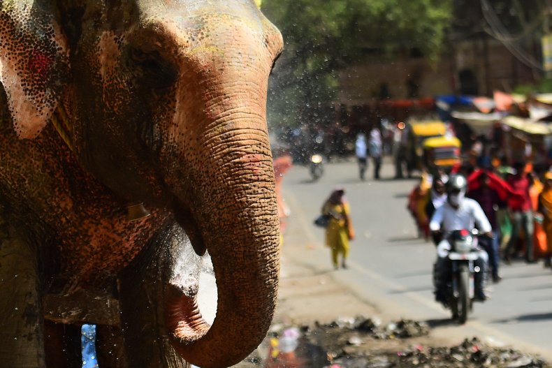 Elephant