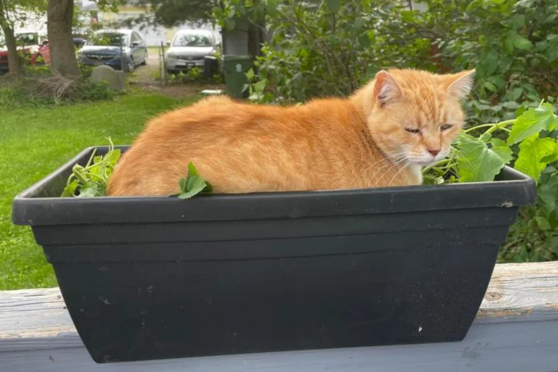 Cat sits in catnip plant