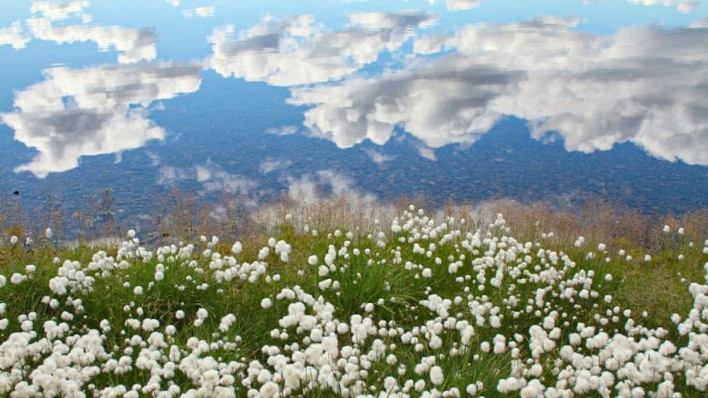 Cotton grass Lower Ilerney, Russia