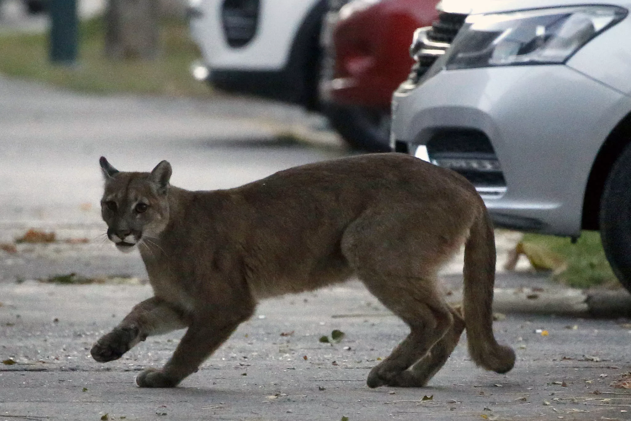 Cougar Attacks 9-Year-Old in Washington After Earlier Sightings Spark Fear - Vimarsana News