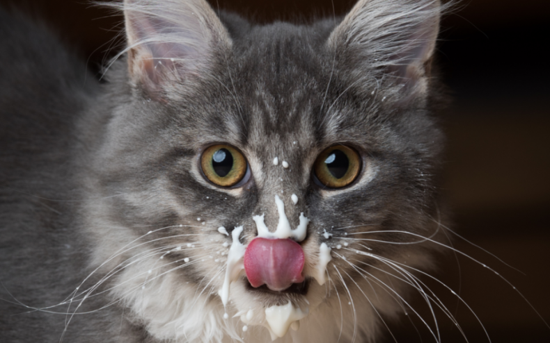 A cat with milk on their face.
