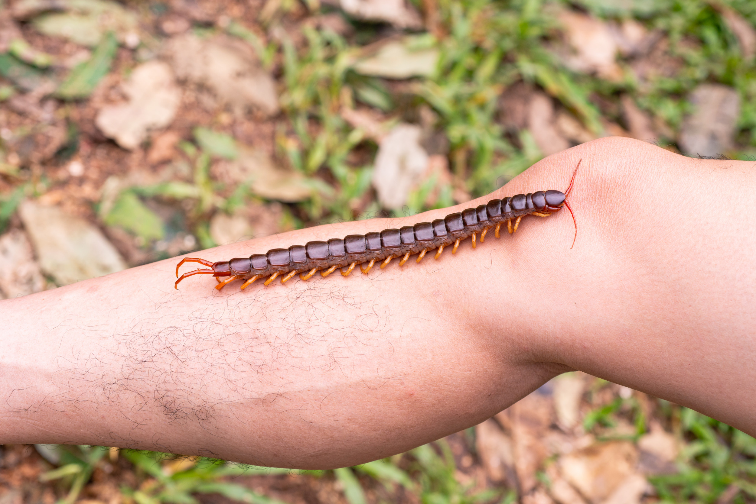 giant centipede bite