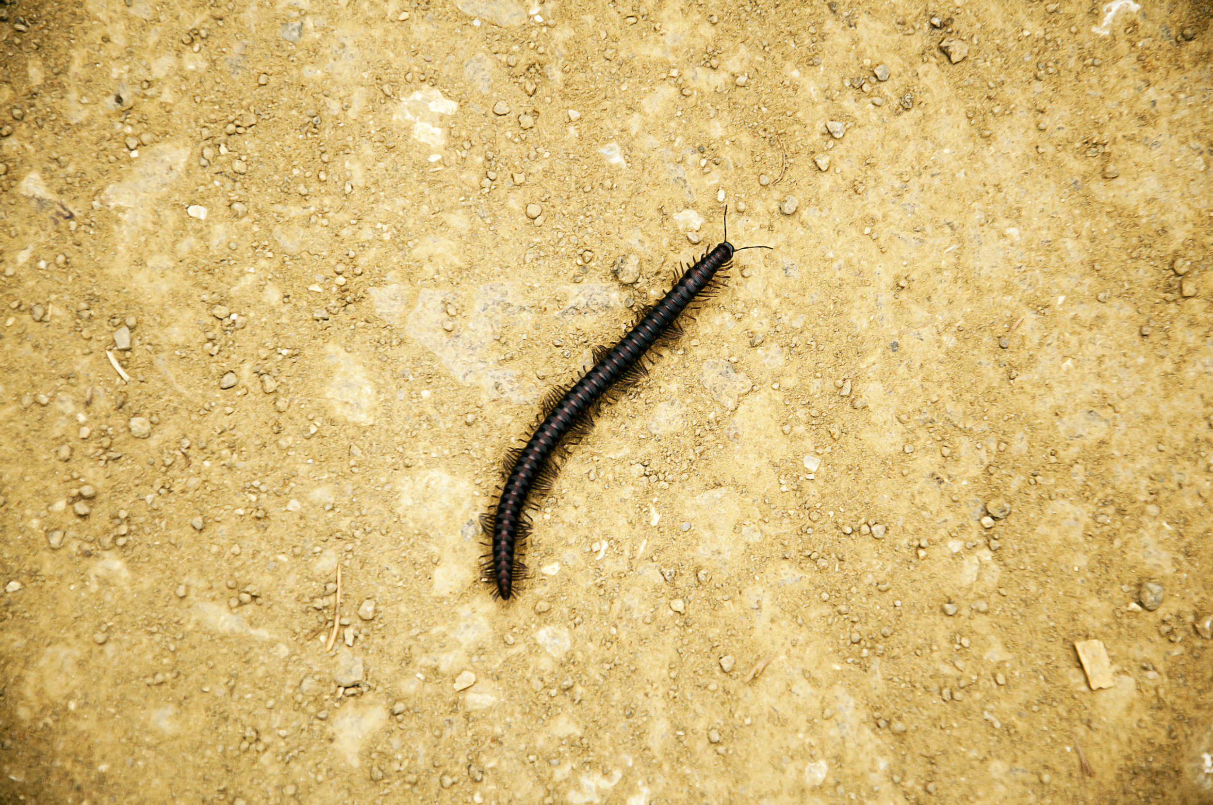 Scolopendra gigantea: The Giant Centipede With a Painful, Venomous Bite ...