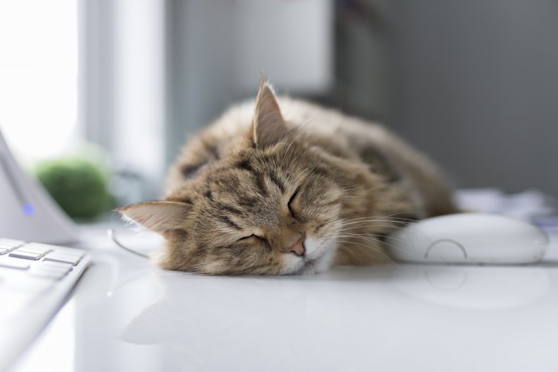 Cat lying on desk next to mouse