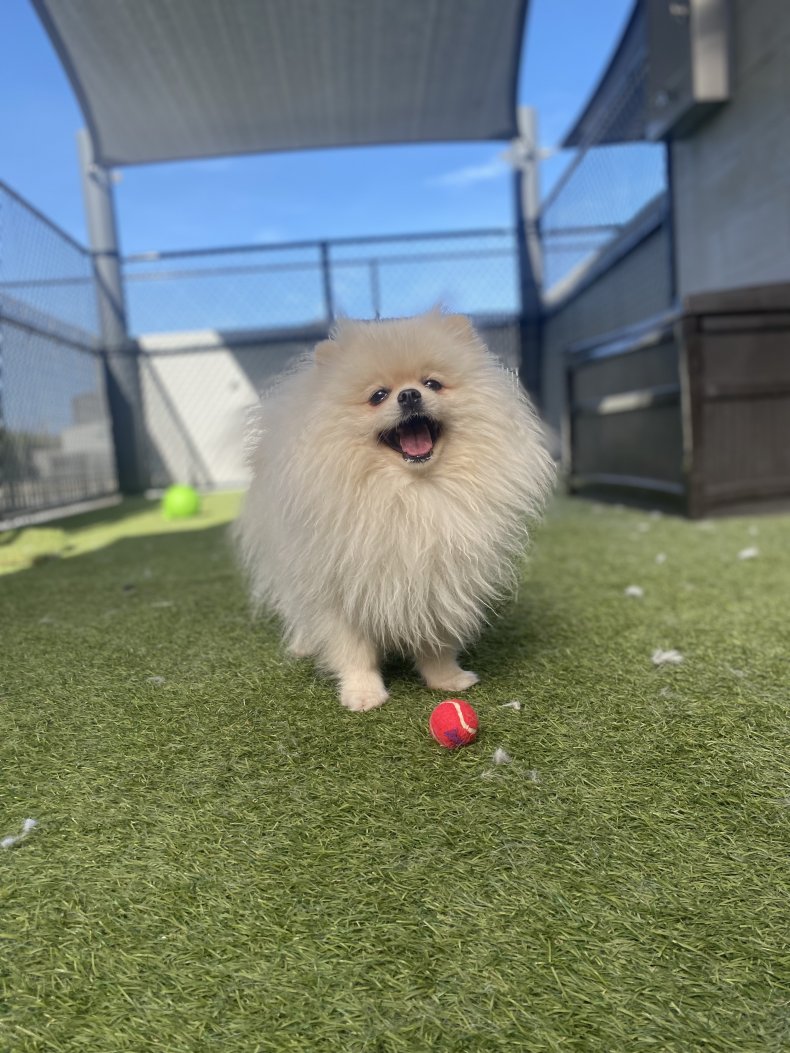 Perseya the Pomeranian at a dog center.