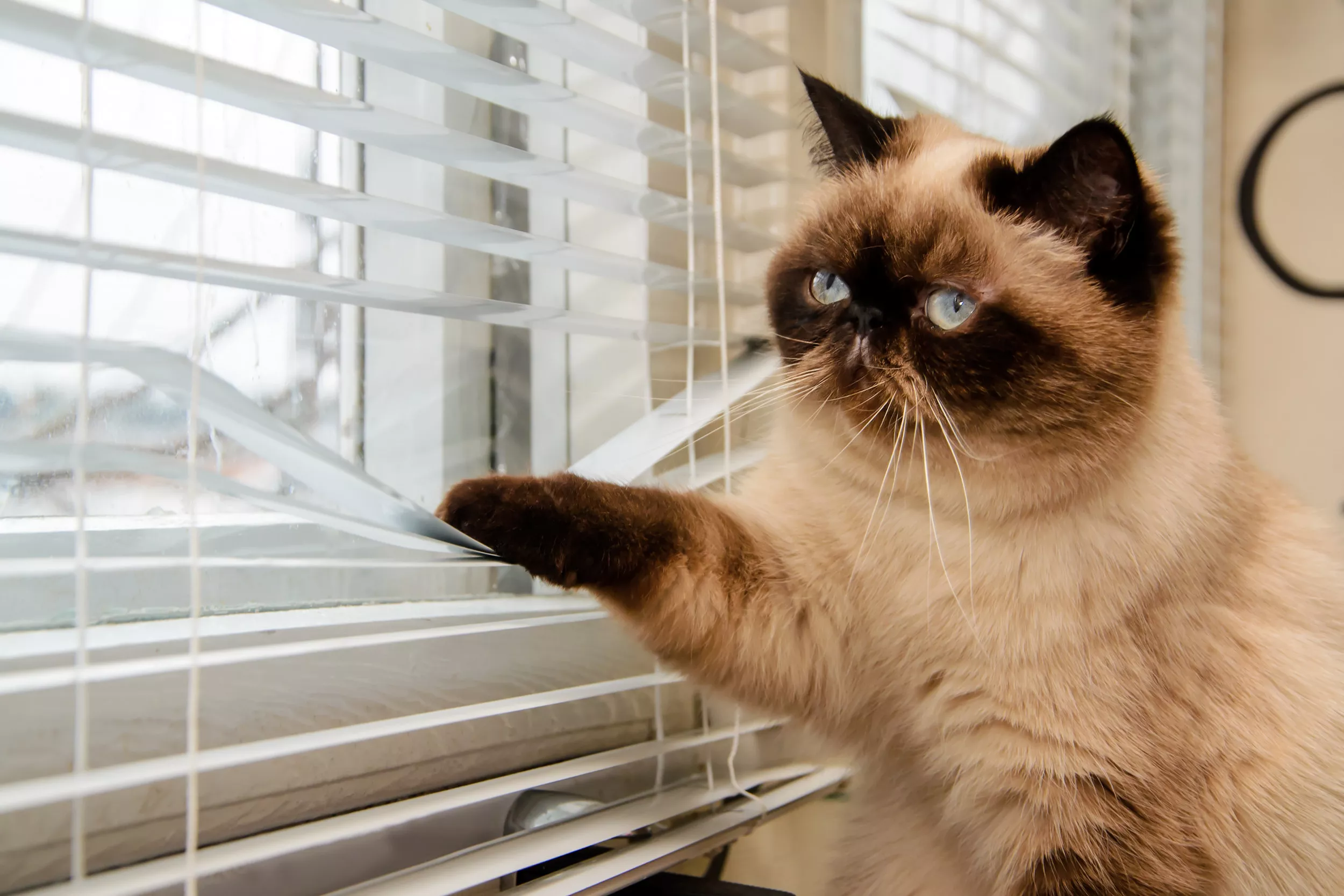 Internet Praises Cat Making Perfect Square in Blinds To Peep Through Window - Vimarsana News