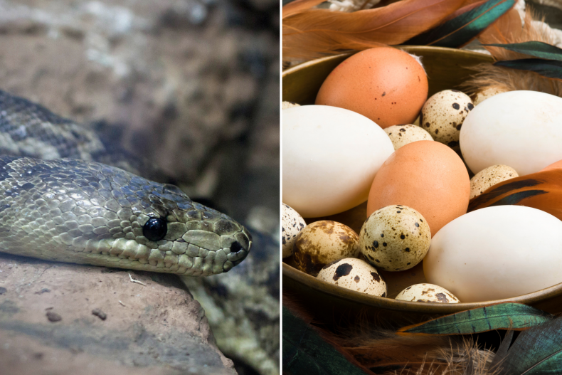 Snake on rock and basket of eggs