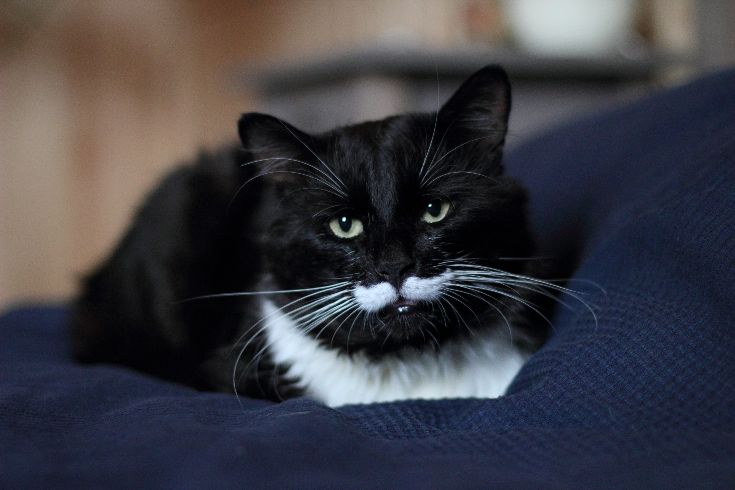 Black cat store with white moustache