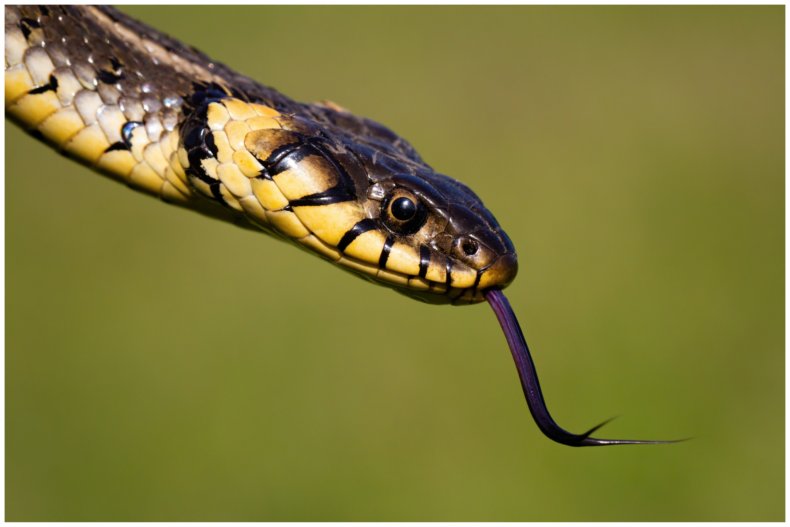 Stock image of a snake