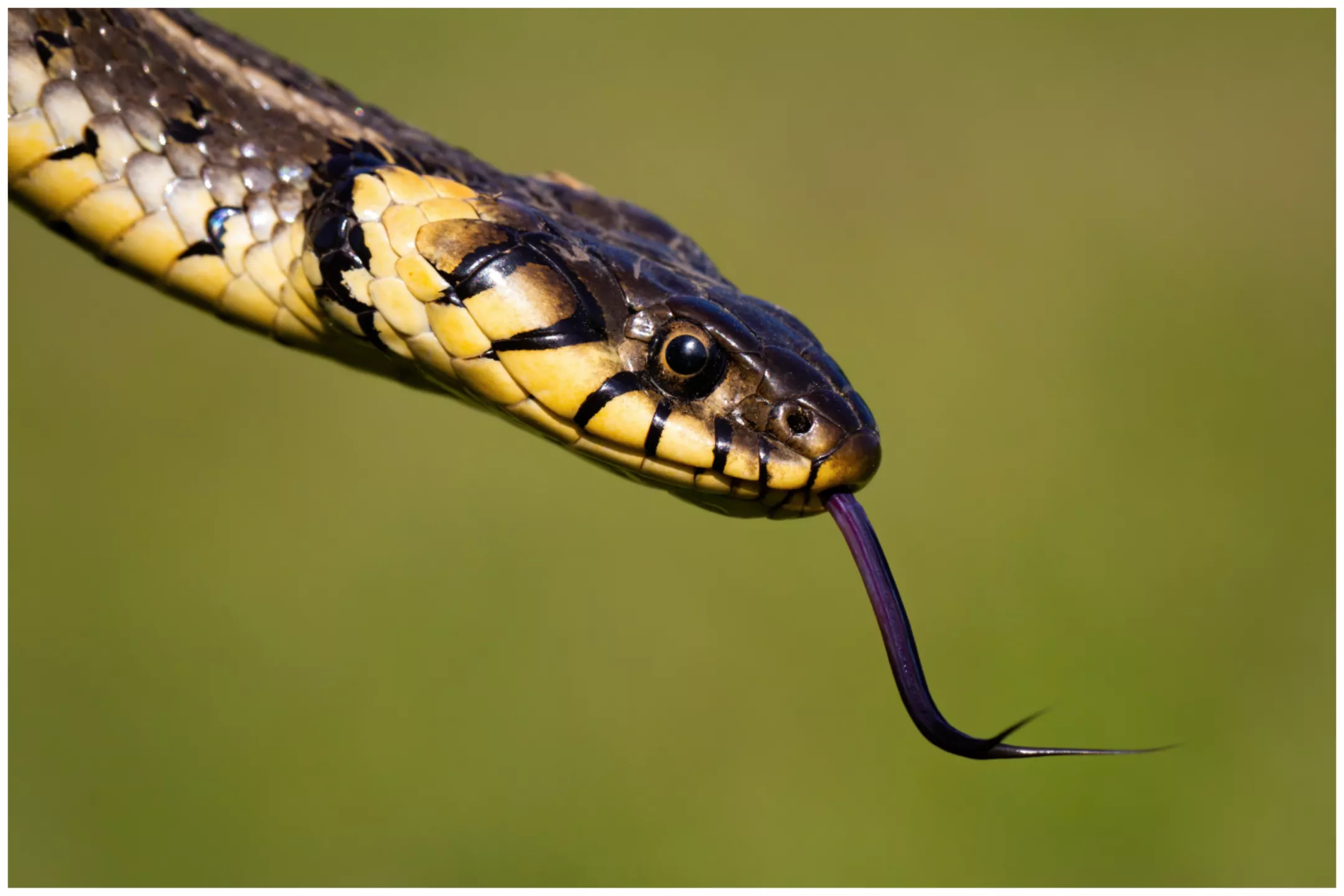 Internet Horrified After Woman Finds Huge Snake Ate Bluebird She Renested - Vimarsana News